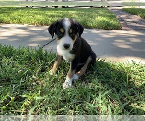 Border Collie Puppy for sale in FORT WORTH, TX, USA