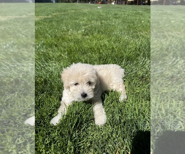 Medium Photo #1 Poodle (Toy) Puppy For Sale in SAN RAMON, CA, USA