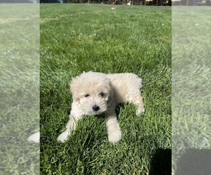 Father of the Poodle (Toy) puppies born on 06/30/2026