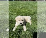 Small Photo #1 Poodle (Toy) Puppy For Sale in SAN RAMON, CA, USA