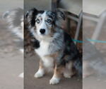 Small #2 Australian Shepherd