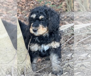 Bernedoodle Puppy for Sale in BROADWAY, North Carolina USA