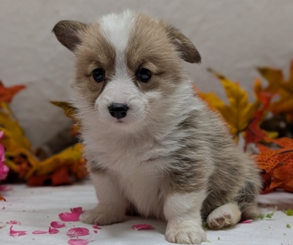 Medium Photo #10 Pembroke Welsh Corgi Puppy For Sale in GOSHEN, IN, USA
