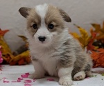 Small #9 Pembroke Welsh Corgi