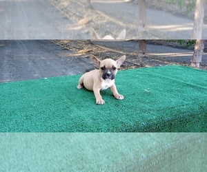 American Bully Puppy for sale in DOS PALOS, CA, USA