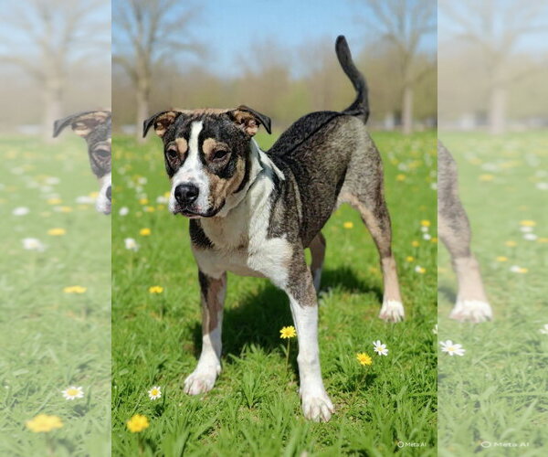 Medium Photo #10 American Bulldog-Unknown Mix Puppy For Sale in Talladega, AL, USA