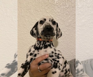 Dalmatian Puppy for sale in SAN YSIDRO, CA, USA