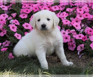 English Cream Golden Retriever Puppy for sale in FREDERICKSBG, OH, USA