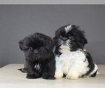 Small Photo #10 Shih Tzu Puppy For Sale in SCOTTSDALE, AZ, USA