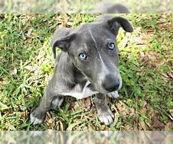 Medium Photo #1 Labrador Retriever-Unknown Mix Puppy For Sale in Houston, TX, USA