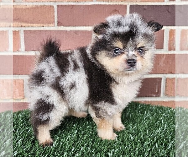 Medium Photo #15 Pomeranian Puppy For Sale in PALM BEACH, FL, USA