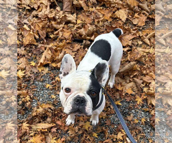Medium Photo #2 French Bulldog Puppy For Sale in Bellevue, WA, USA