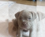 Small Photo #12 American Bully Puppy For Sale in BOLINGBROOK, IL, USA