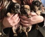 Small Photo #16 Frenchie Pug Puppy For Sale in FILLMORE, CA, USA