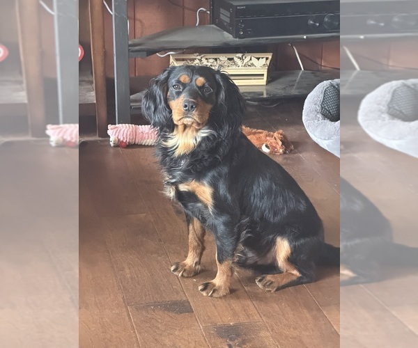 Medium Photo #1 Aussalier Puppy For Sale in MAPLETON, OR, USA