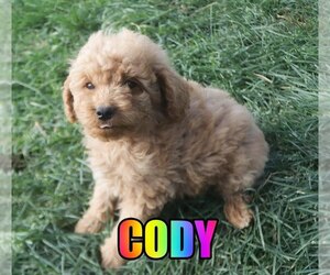 Poodle (Miniature) Puppy for sale in jasper, AR, USA