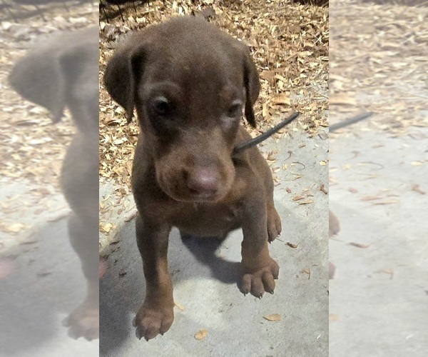 Medium Photo #12 Doberman Pinscher Puppy For Sale in BEGGS, OK, USA