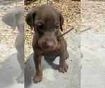 Small Photo #12 Doberman Pinscher Puppy For Sale in BEGGS, OK, USA