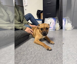 Skittles - Female Pug-Unknown Mix Dog for Adoption