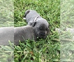 Small Photo #5 Cane Corso Puppy For Sale in ROYAL PALM BEACH, FL, USA