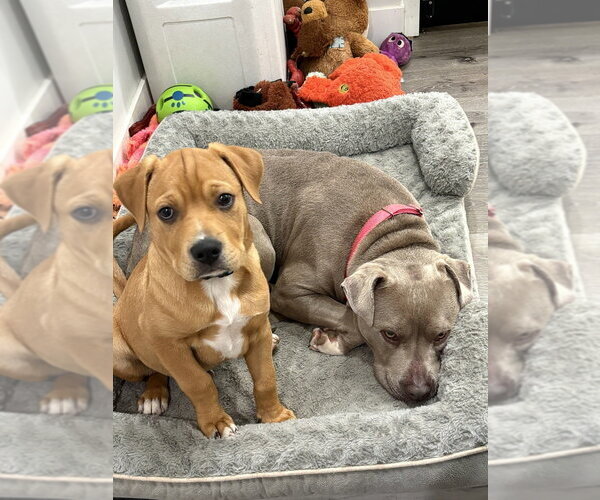 Medium Photo #28 American Staffordshire Terrier-Unknown Mix Puppy For Sale in Brewster, NY, USA