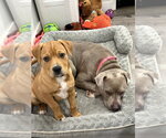 Small #27 American Staffordshire Terrier Mix