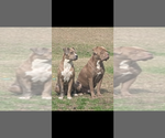 Small Photo #1 American Bully Puppy For Sale in GROVETOWN, GA, USA