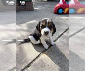 Beagle Puppy for sale in NORTH HIGHLANDS, CA, USA