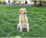 Georgie - Male Golden Retriever Puppy for Sale - Photo #5