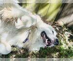 Small #4 Great Pyrenees