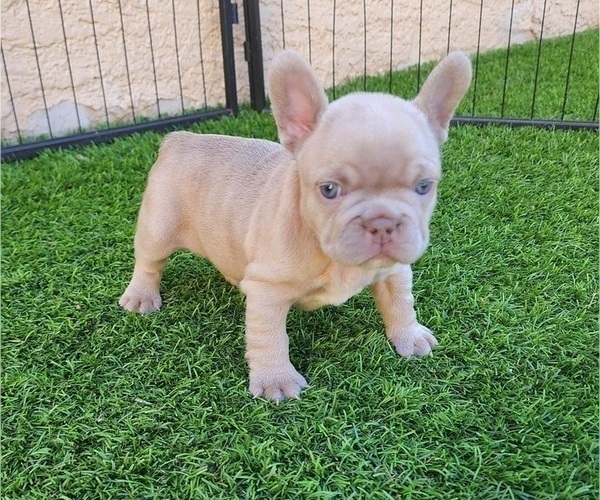 Medium Photo #11 French Bulldog Puppy For Sale in LAS VEGAS, NV, USA