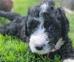 Small Photo #7 Bernedoodle Puppy For Sale in WEST SALEM, IL, USA