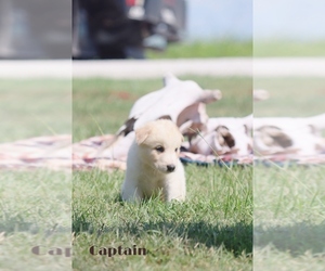 Australian Cattle Dog-Great Pyrenees Mix Puppy for sale in BARRY, TX, USA