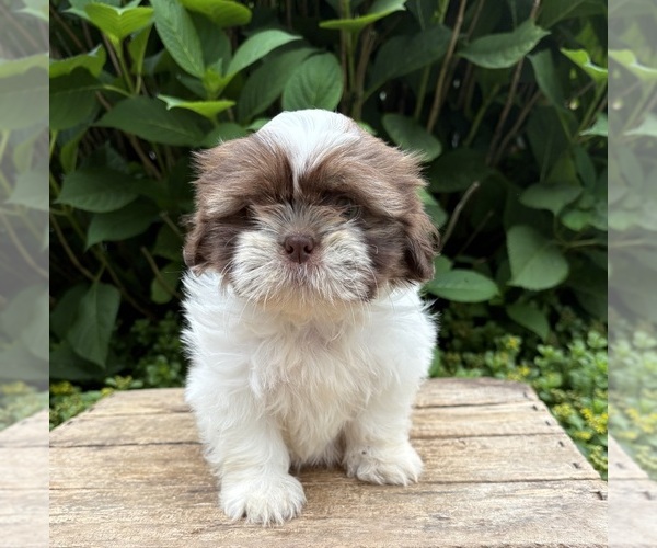 Medium Photo #1 Shih Tzu Puppy For Sale in MIDDLEBURY, IN, USA