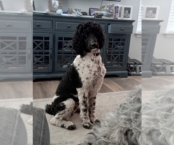 Medium Photo #1 Labradoodle Puppy For Sale in LELAND, NC, USA