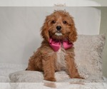 Small #6 Cavapoo