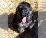 Small Photo #2 German Shepherd Dog Puppy For Sale in FORT MORGAN, CO, USA