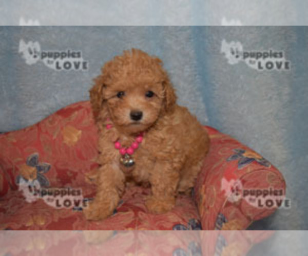 Medium Photo #21 Poodle (Toy) Puppy For Sale in SANGER, TX, USA