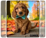 Image preview for Ad Listing. Nickname: Gunner