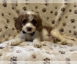 Cavapoo Puppy for sale in LAKELAND, FL, USA
