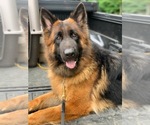 Small Photo #4 German Shepherd Dog Puppy For Sale in BURLINGTON, CT, USA