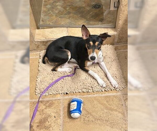 Medium Photo #4 Basenji-Rat Terrier Mix Puppy For Sale in McKinney, TX, USA