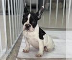 Small Photo #3 French Bulldog Puppy For Sale in VILLA PARK, IL, USA