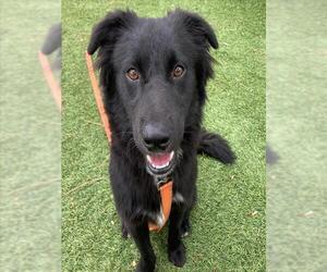 German Shepherd Dog-Unknown Mix Dogs for adoption in Downey, CA, USA
