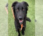 Small German Shepherd Dog Mix