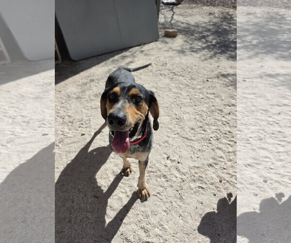 Medium Photo #6 Coonhound Puppy For Sale in Las Vegas, NV, USA