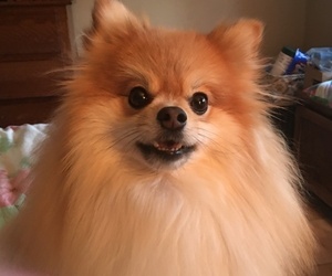 Pomeranian Dogs for adoption in BALTIMORE, MD, USA