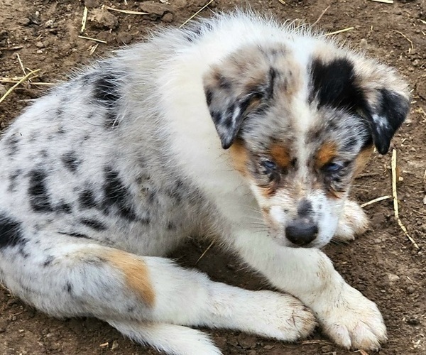 Medium Photo #6 Australian Shepherd Puppy For Sale in MABEL, MN, USA