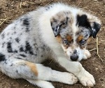 Small #5 Australian Shepherd