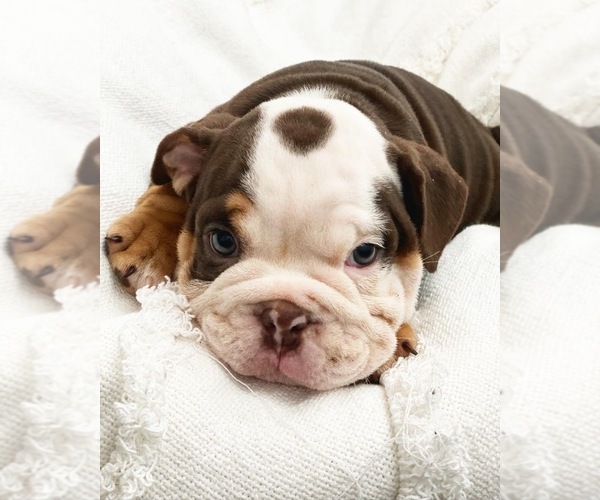 Medium Photo #5 English Bulldog Puppy For Sale in CORONA, CA, USA
